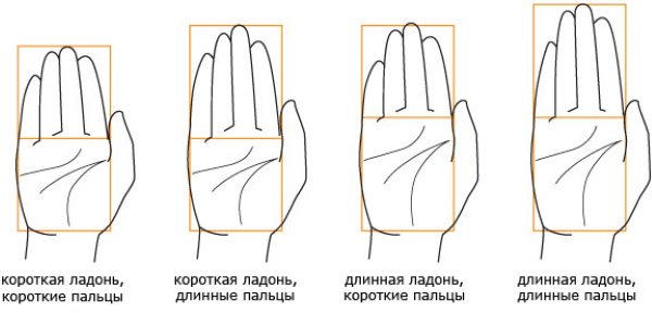 Anatomie d'une main pour les débutants en dessin, étape par étape. Dessin complet