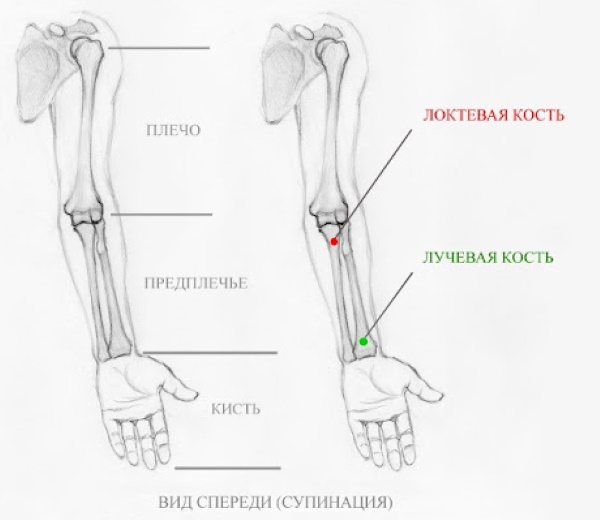 Anatomie d'une main pour débutants dessinant étape par étape. Dessin complet