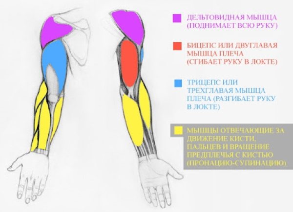 Anatomie des mains pour les débutants en dessin, étape par étape. La construction dans son intégralité