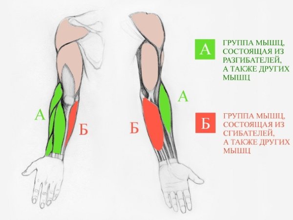 Anatomie des mains à dessiner étape par étape dessin des mains. Construction complète