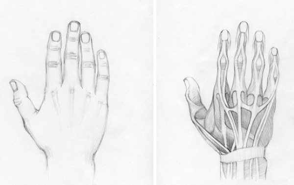 Anatomie des mains à dessiner étape par étape dessin des mains. Construction complète