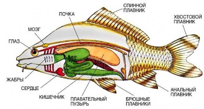 Anatomie des poissons