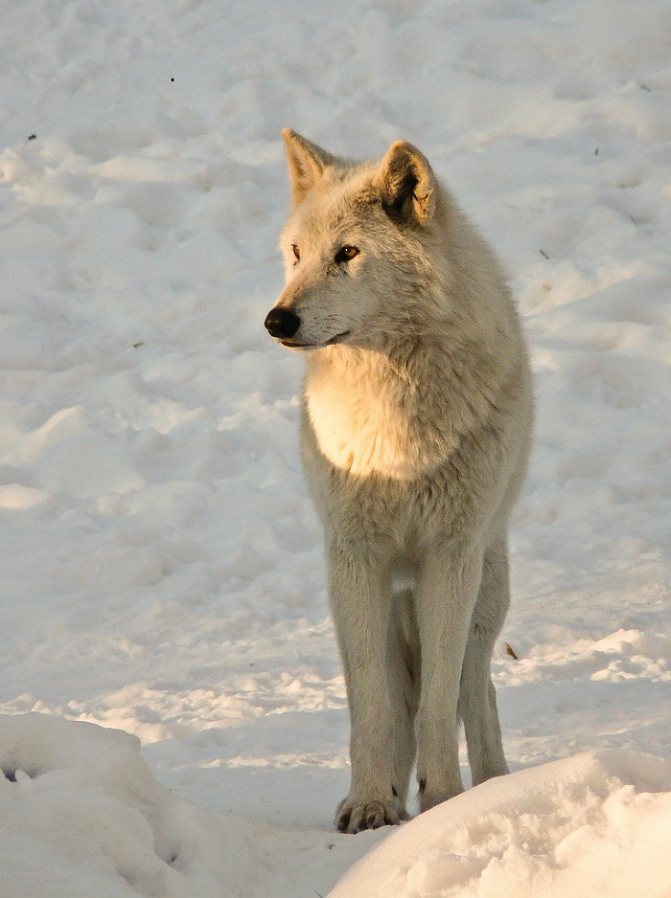 Loup arctique ou polaire