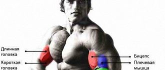 Arnold