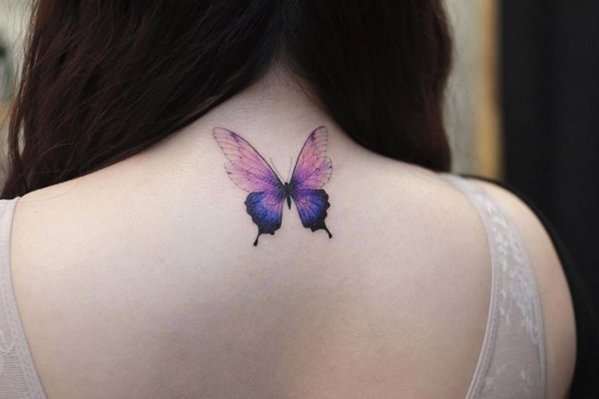 Papillon