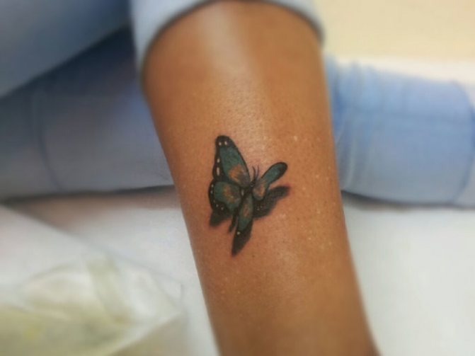 Papillon