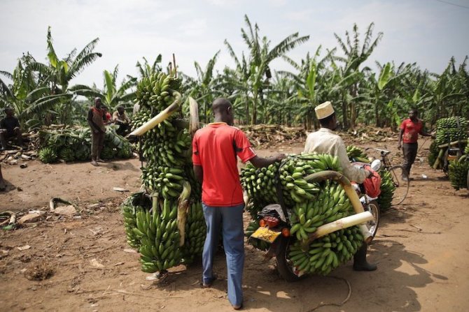 Bananes