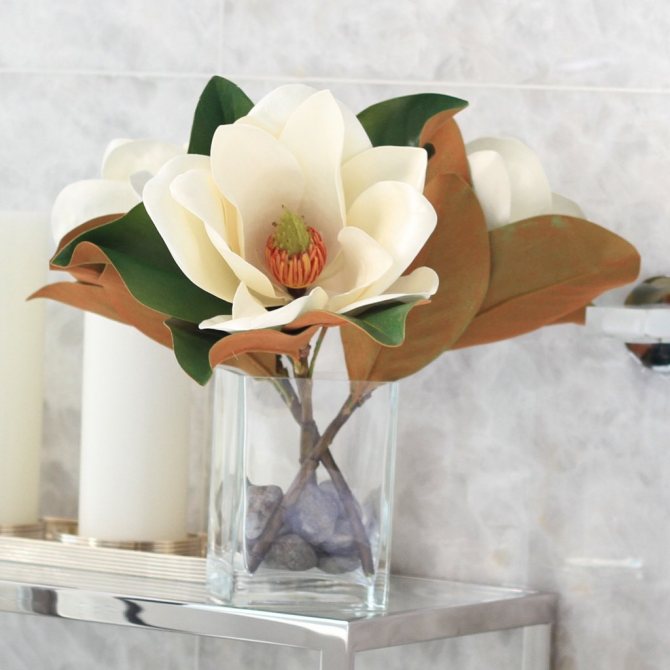Le magnolia blanc - un symbole de prospérité