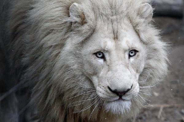 Lion blanc-animal-description-de-la-vie-espèce-et-environnement-du-lion-blanc-7