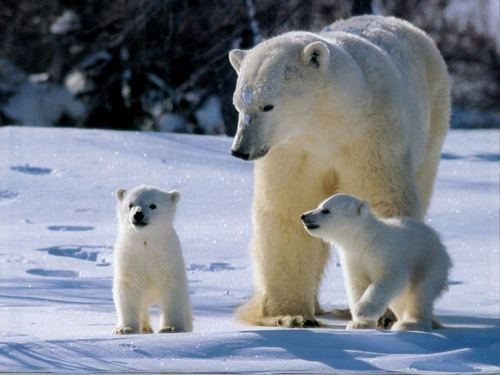 ours polaire