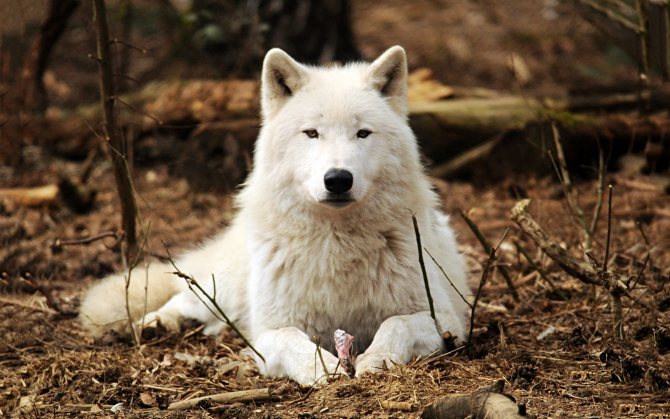 Loup blanc