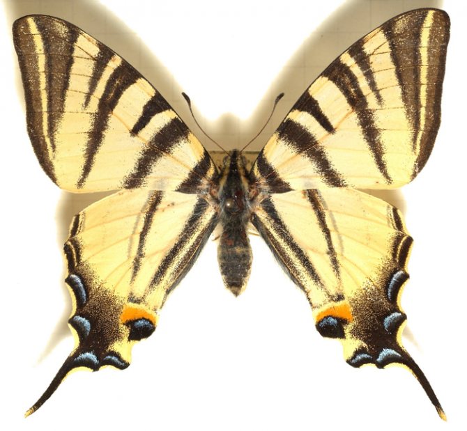 jaune pâle (700x645, 406Kb)