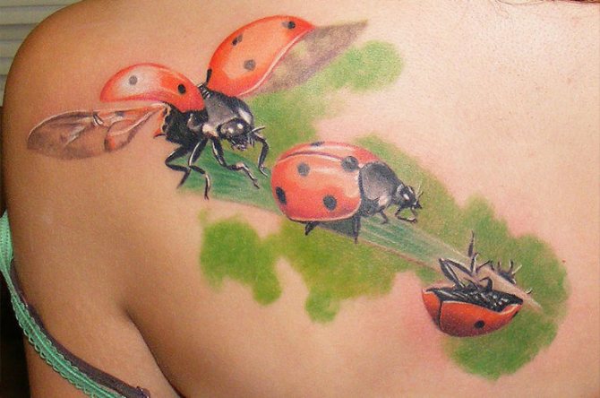 Coccinelle
