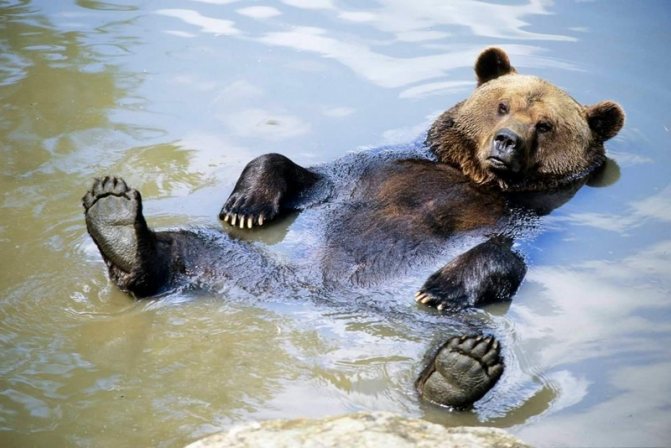 Non seulement l'ours brun peut, mais il adore nager.