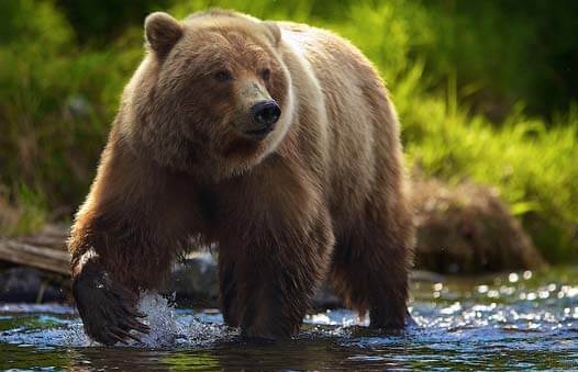 Ours brun