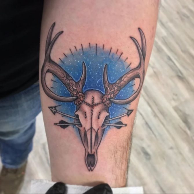 crâne de cerf avec bois