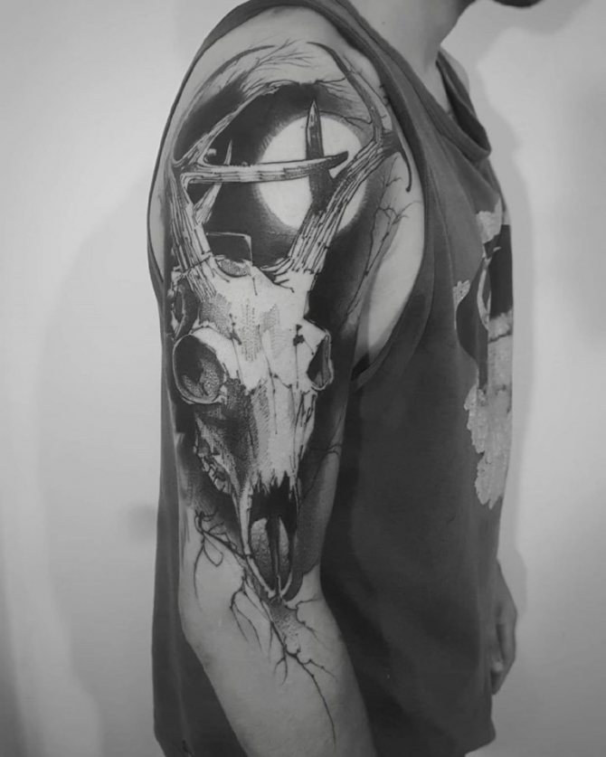 crâne de cerf