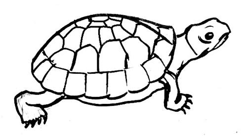 Dessin de tortue 13