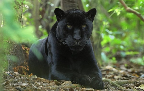 Panthère noire - description du mode de vie et de l'habitat - 15