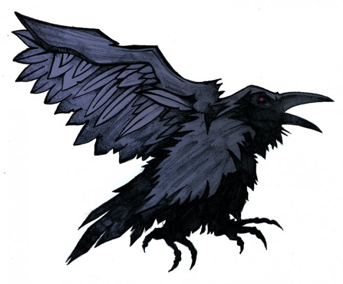 Corbeau noir