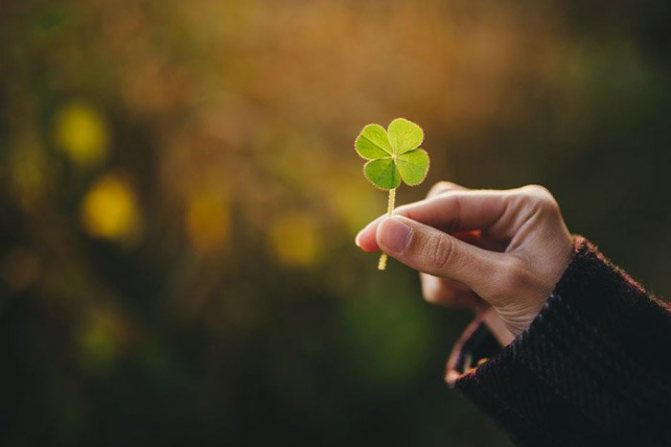 Trèfle à quatre feuilles : signification et photo du symbole, et comment utiliser le tatouage pour attirer la chance
