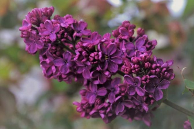 Que voulez-vous dire par lilas ?