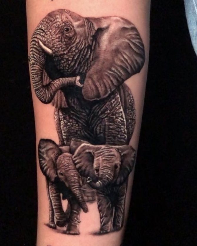 signification des éléphants