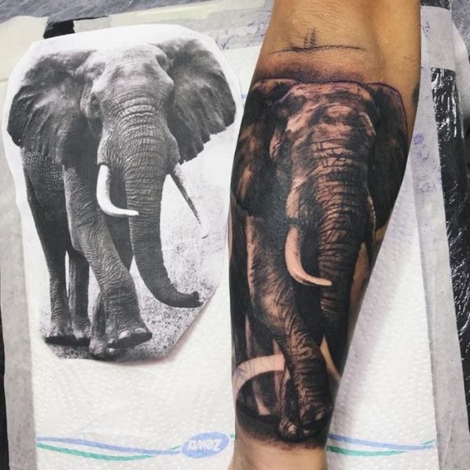 Ce que signifie le tatouage d'un éléphant