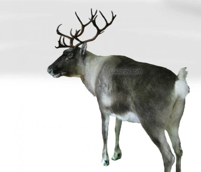 cerf empaillé
