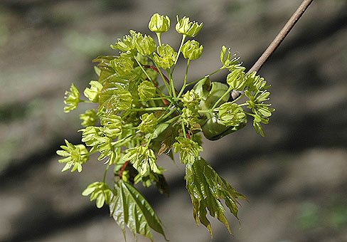 Erable à pomme en fleurs