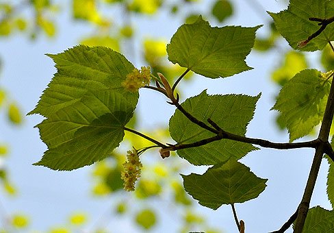 Les fleurs de l'érable à écorce verte