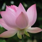 Images de fleurs de lotus