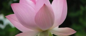 Images de fleurs de lotus