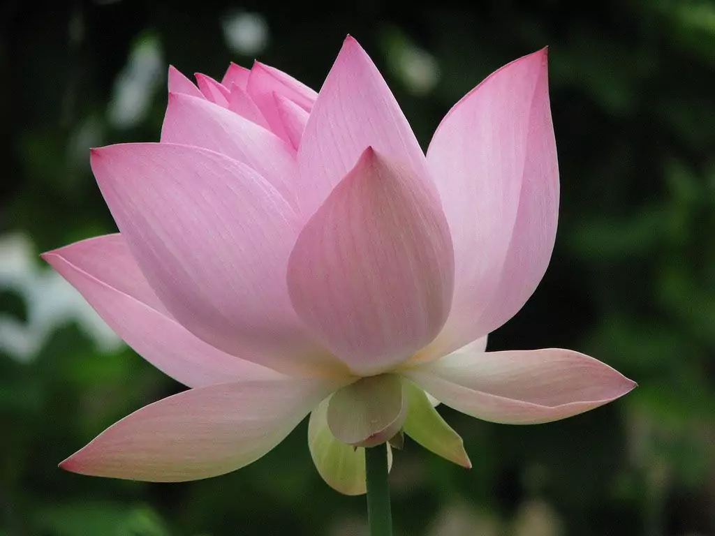 Photos de fleurs de lotus