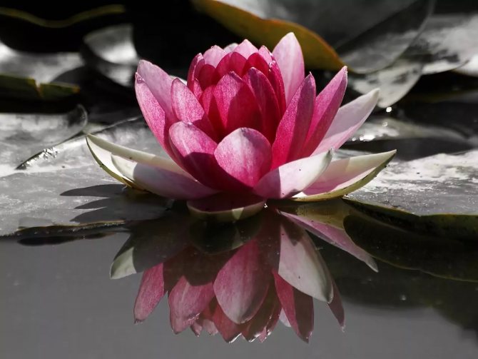 Signification de la fleur de lotus
