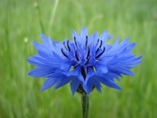 bleuet