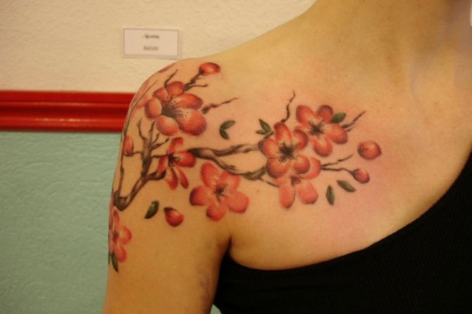 Fleurs de cerisier