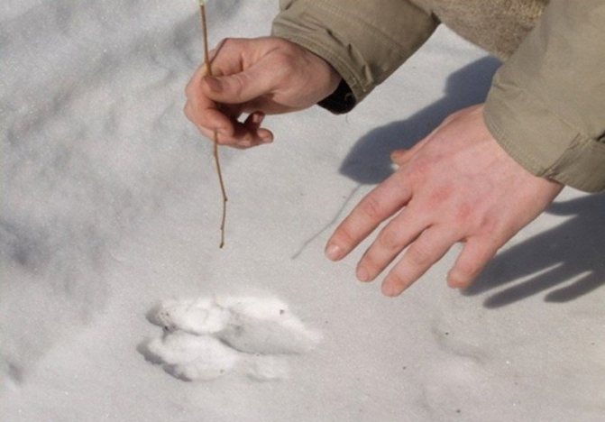 L'âge des traces peut être déterminé à l'aide d'une branche fine.
