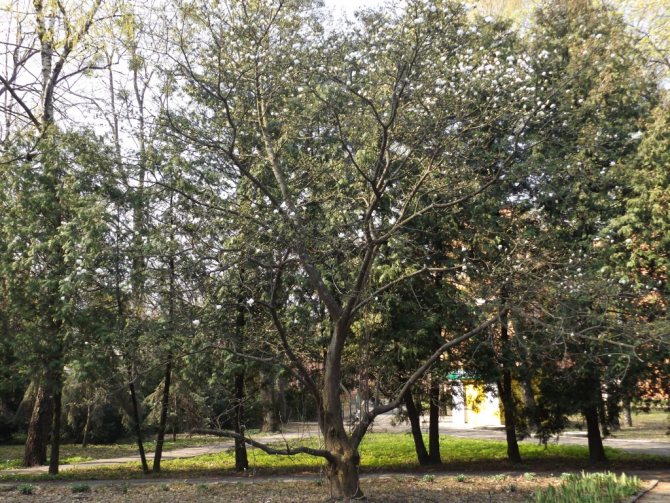 Magnolia