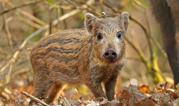 sanglier