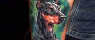 Tatouage de doberman sur la main