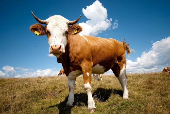 Maison Bull 2021