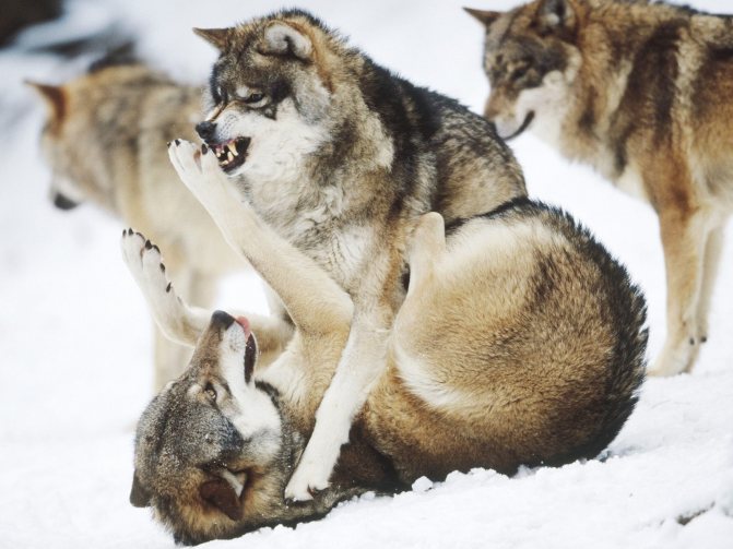 Combat de loups