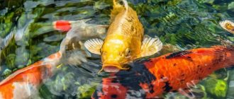 Des poissons apprivoisés dans un étang