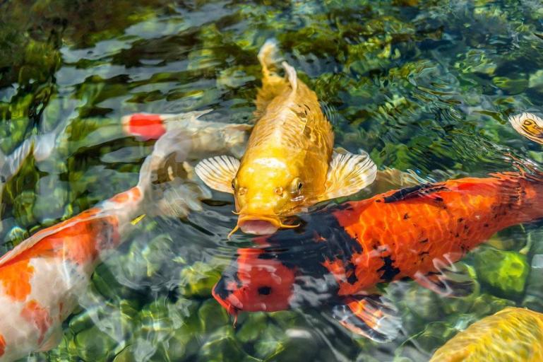 Des poissons apprivoisés dans un étang