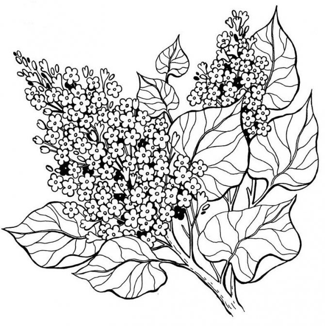 Autres croquis d'un tatouage de grappe de lilas