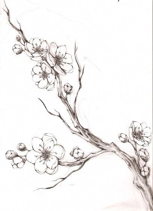 Croquis d'un tatouage de cerisier pouvant être placé sur tout le dos