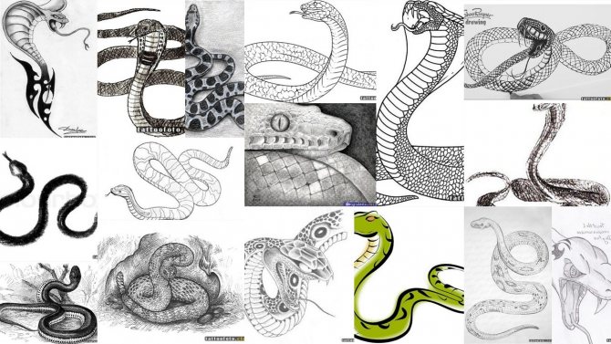 Sketch : frétillement de serpent