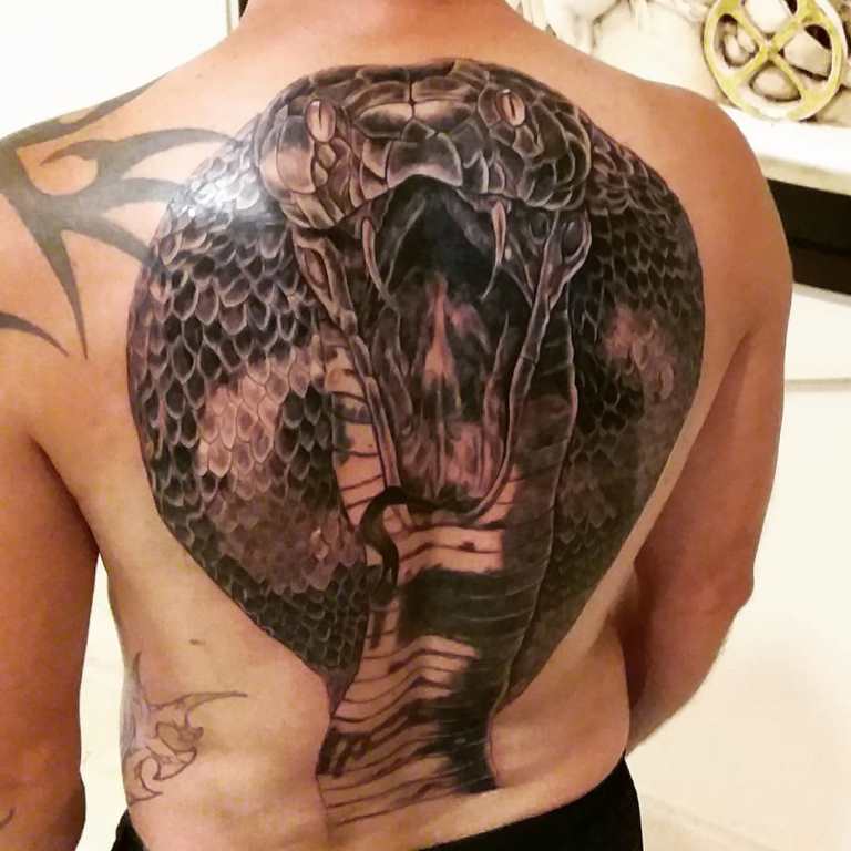 croquis du cobra