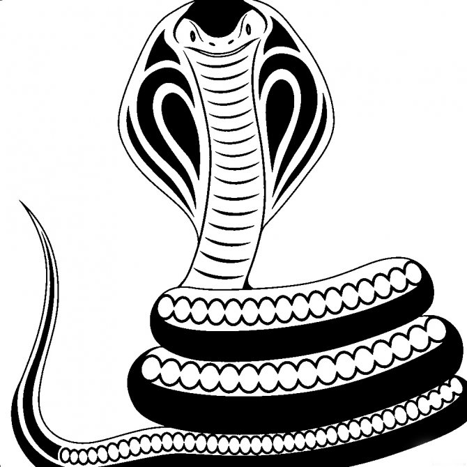 Croquis d'un cobra